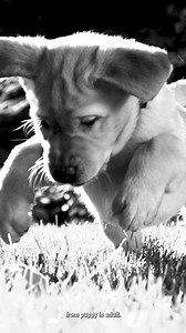 Feed your puppy’s unique needs with Royal Canin precise nutrition. | Royal Canin