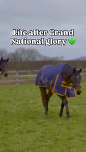 A name you’ll remember 😍 2010 Grand National winner Don’t Push It is now 25 years old, still looking every inch the National hero 🐎 | Aintree Racecourse