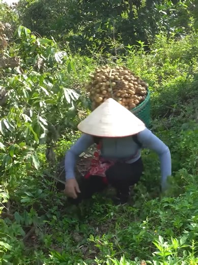 Harvesting Longan for Market Tips for Peak Ripeness & Maximum Profit 🌿💰