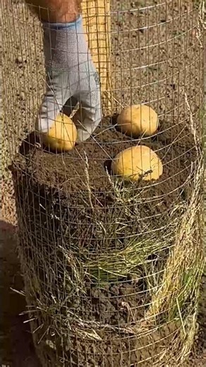 Amazing Potato Planter
