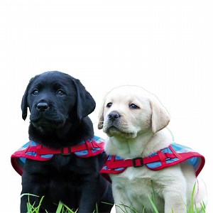 You can raise 50c for Assistance Dogs Australia by taking our 2-minute survey 👍 🐶 http://bit.ly/2KcR60A Assistance Dogs Australia has placed more than 350 Assistance Dogs with people who urgently need them. However, another 200 people are on the waiting list. Help us train the super pups by taking a small step now. Together we can help train the puppies to support Australians with disabilities 🙌 | Assistance Dogs Australia