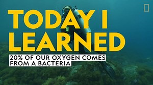 Did you know that 20% of our oxygen comes from the ocean? 🌊 Tiny bacteria called prochlorococcus are hard at work turning carbon dioxide into the oxygen we breathe through photosynthesis. Join oceanographer and National Geographic Explorer at Large Sylvia A. Earle—who’s celebrating a birthday today!—to learn about this small but mighty organism. | National Geographic Education