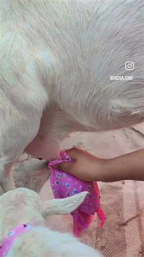 #beautifullgoats #dairyfarming India Goat Milk Farm