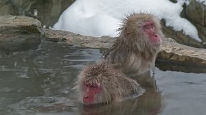 Snow Monkey Japanese Macaques Hot Spring Stock Footage Video (100% Royalty-free) 1023411814 | Shutterstock