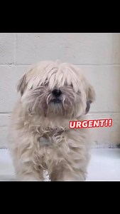 No longer “Rescue Only” but very URGENT!! Lady Gray #A5694644 is a 2 year old Lhasa Apso mix who was surrendered in poor condition (badly matted and unable to see past the hair covering her eyes). She was turned in for biting. Once shelter staff shaved her down she was able to see and seemed to feel a lot better. She has been very loving with staff and volunteers, and is no longer labeled “rescue only.” She is available for adoption to an adult only home.. Lady Gray has so much love to give! Ple