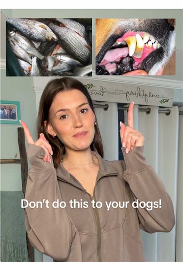 Important Lessons for Responsible Dog Ownership