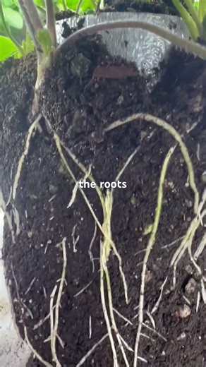 Grow Ranunculus Like This 👀