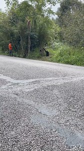Swinging through the trees 🐒🌿 #GibbonSanctuaryុំ Life in the treetops 🌳🐒 #GibbonLoveុំ Gibbons at play in their safe haven 🐒❤️ #SanctuaryLifeុំ Freedom to roam safe to thrive 🐒🌿 #GibbonSanctuaryុំ Watch these gibbons live their best life 🐒🌳 #WildAtHeart #gibbon #zoo #zooanimal #animal #Monkeys | Lily's Pets