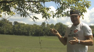 Make Mock Scrapes year round using our Dominant Buck to take inventory of the deer in your area!! | ScrapeFix