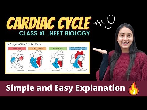 Cardiac Cycle | Body Fluids and Circulation | Class 11 | NEET