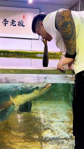 Arapaima fish video. 😨 #arapaima #shorts #fish #fishvideo