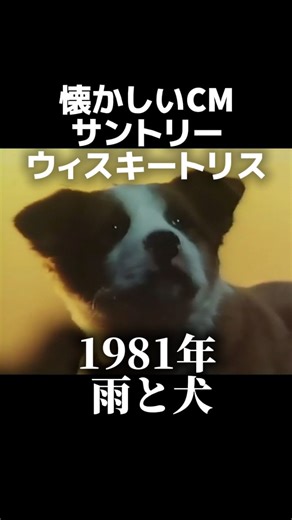 金曜ノスタルG | 1981年 サントリーウィスキートリスCM 『雨と犬』 このCMはカンヌ国際広告映画祭・金賞受賞作です #懐かしい#懐かしいcm#昭和#1980年代#サントリー#トリス#雨と犬#エモい | Instagram