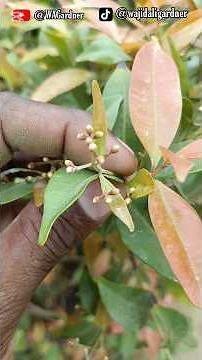 Syzygium Plant review and care #syzygium #plant #care #review #gardening #garden #plantcare