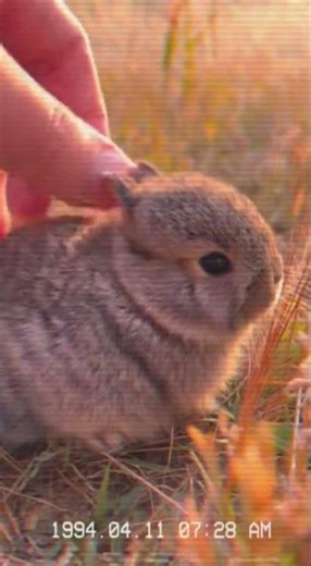 Petting a Pygmy Rabbit’s Tiny Fluffy Back — Silent VHS Cute Moment #VHS #Rabbit #CuteAnimals