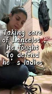 Taking care of Lancelot brave warrior got injured defending the ladies …