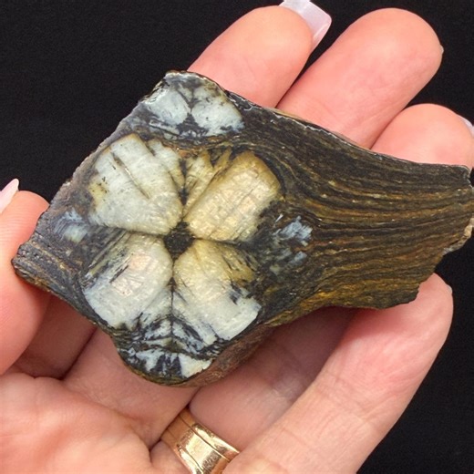 Chiastolite Crystal Andalusite Quality Specimen | 47 Grams Perfect Flower - Etsy