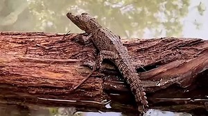 Endangered crocodiles make first zoo appearance