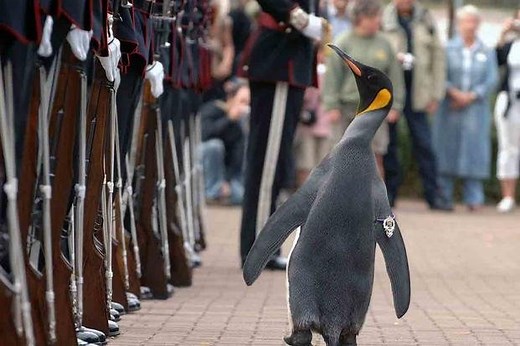 This Brigadier Penguin Is the Highest-Ranking Animal in the World