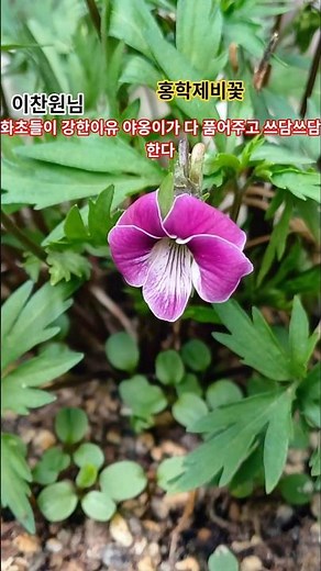#이찬원 생명력강하고번식력최고 #홍학제비꽃 노지월동 키우기쉽다 초보자분들께 추천합니다 #shots #flowers #가드닝 #garden