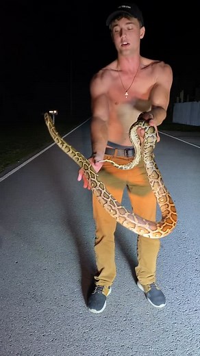 David Orin on Instagram: "burmese python from the glades a few years back!!! that was such a dope glades trip. brooks king, mud, and burm back-to-back over a few nights 🔥 #herping #snakes #animals"
