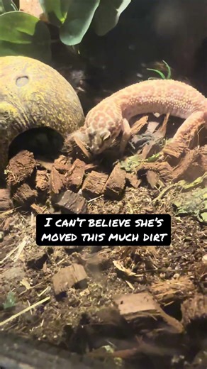 Leopard Gecko Pinky Trying to take Care of her Eggs