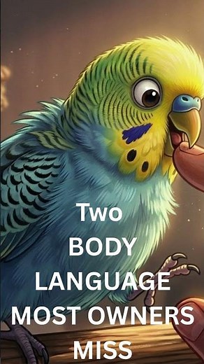 #Shorts #Why Budgie Bites You ?