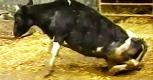 Are USDA assurances on mad cow case 'gross oversimplification'?