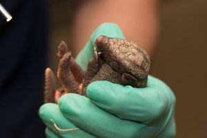 Armadillo born at Oregon Zoo