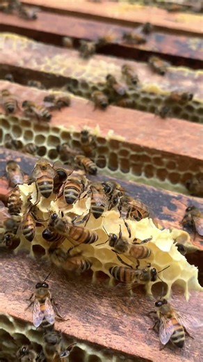 Bees Building Their Home 🐝 | Creating the Honeycomb