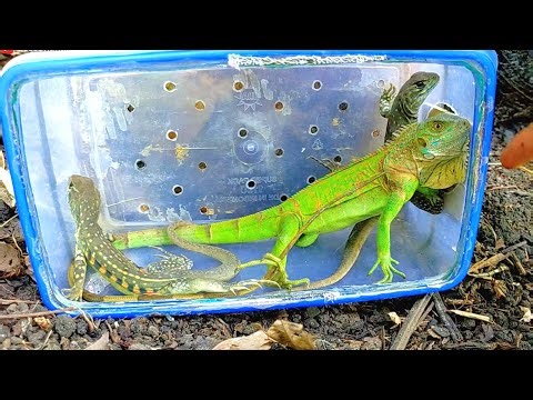 💥What is that!!! We found a winged lizard hiding in the ground and a green iguana