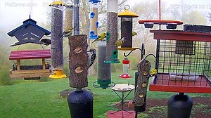 PA Bird Feeder Cam, Murrysville