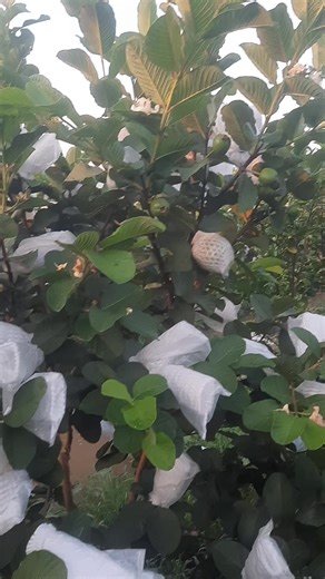 Cây tàn tròn, trái, bông, đọt, lá như vậy xuất sắc chưa ạ,, #ổirubyruộtđỏ #nhac8x9x #64_vinhlong #xh