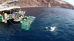 516K views · 1.1K shares | Get ready for Shark Week 2017 with an early premiere of Sharktacular! Now available on Discovery GO! | Shark Week | Facebook