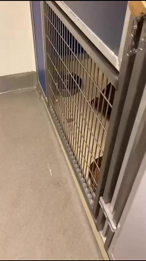 114K views · 2.1K reactions | HE IS NOT EATING AND NEEDS OUT ASAP...