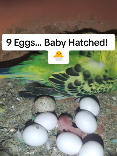 Baby Budgie Hatches from Eggs! 🐣