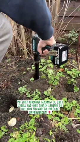 Tulpenzwiebeln schnell mit dem Erdbohrer pflanzen
