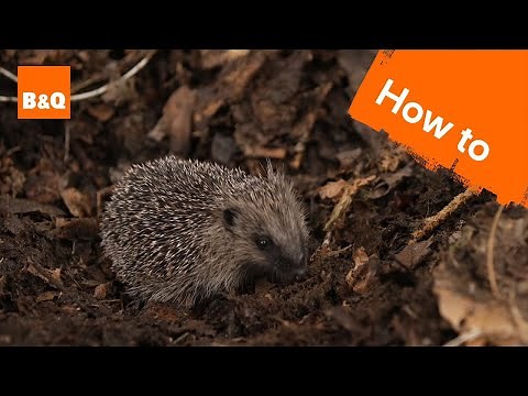 How to make your garden Hedgehog friendly