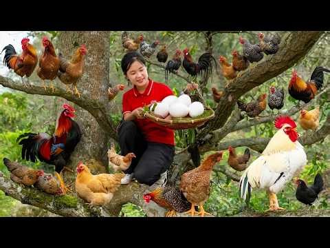 Harvesting Chickens on Tree in the Forest - Climbing trees to catch chickens and harvest eggs