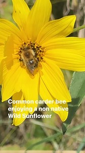 5.7K views · 48 reactions | Common carder bee enjoying a non native Wild Sunflower #bringthebeesback #nature #wild | Beebombs | Facebook