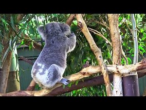 Phascolarctos cinereus better known as the koala. The koala - gentle icon of Australia's wild heart