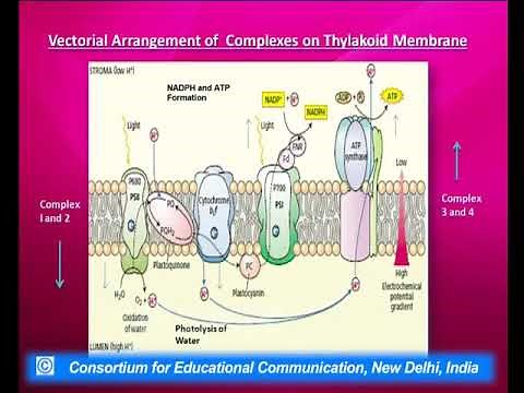 Photosynthesis : Cyclic and Non Cyclic Photophosphorylation