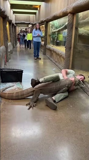 Komodo Dragon Breaks Zoo Glass!
