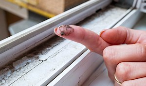 ‘Contain it’: Crucial reason why you should never wipe black mould