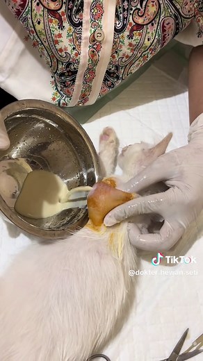 Understanding Cat Abscesses: Causes and Care