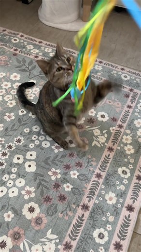 Daily reminder: give your cat at least 15 minutes of play time twice a day ✌️ #catplay #catplaying #catsoftiktok #catlife #cattips