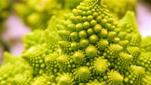 Watch Romanesco Broccoli Seeds for Planting in Your Home Garden on Amazon Live