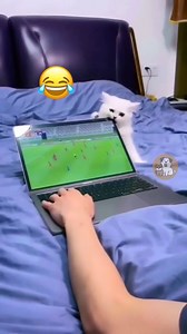 2.6K views · 66 reactions | Homework Helpers? Funny Cats, Study Time!...