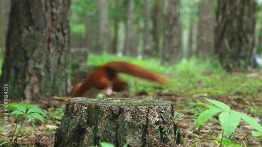 Charming brown fluffy squirrel leaps onto weathered tree stump, consumes nut with focused attention, then runs to search for more food in wild nature. Demonstrates active foraging cycle.