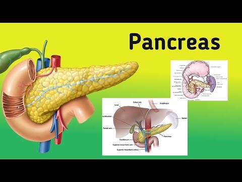 Anatomy of the Pancreas || General Features, Location, Relations, Blood Supply