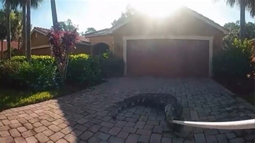 Large 9-foot alligator wrangled, captured, measured near Lehigh Acres, Florida home